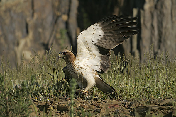 Zwergadler (Aquila pennata)