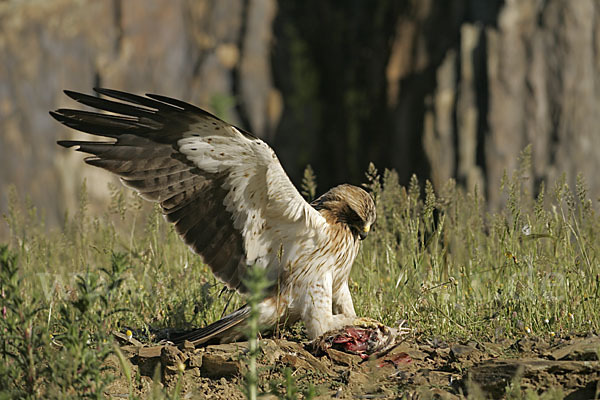 Zwergadler (Aquila pennata)