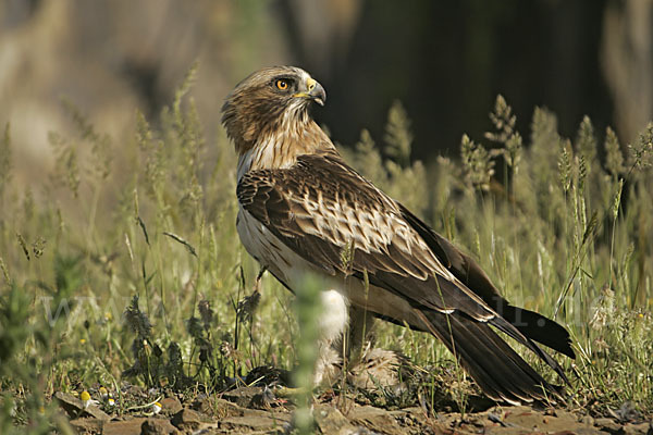 Zwergadler (Aquila pennata)