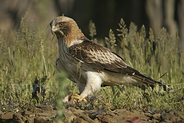 Zwergadler (Aquila pennata)