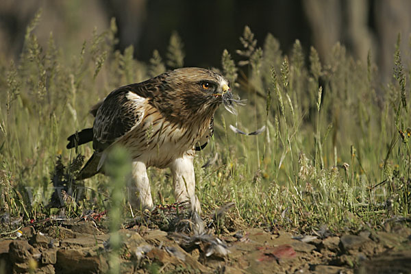 Zwergadler (Aquila pennata)