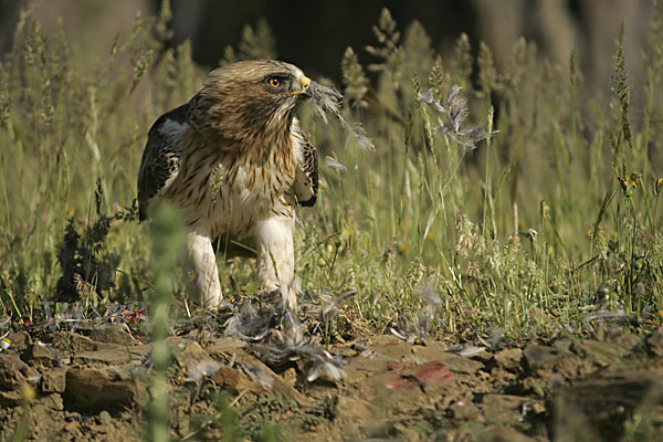 Zwergadler (Aquila pennata)