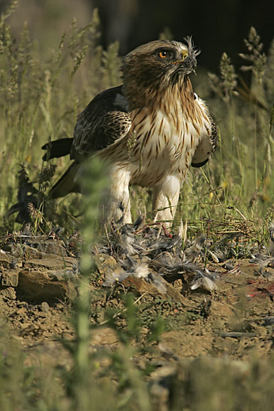 Zwergadler (Aquila pennata)