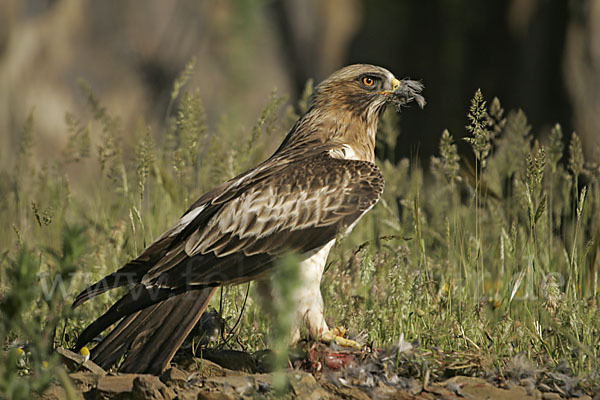 Zwergadler (Aquila pennata)