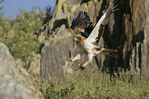 Zwergadler (Aquila pennata)