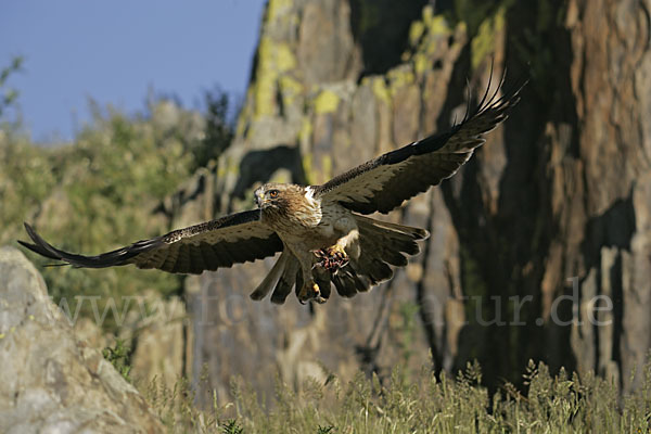 Zwergadler (Aquila pennata)