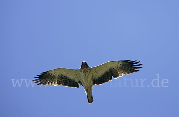 Zwergadler (Aquila pennata)