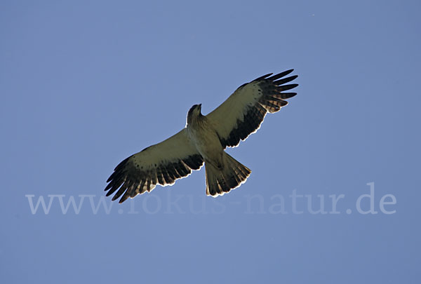 Zwergadler (Aquila pennata)