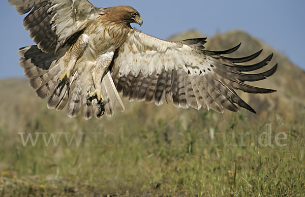 Zwergadler (Aquila pennata)