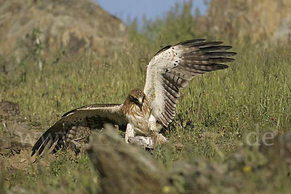 Zwergadler (Aquila pennata)