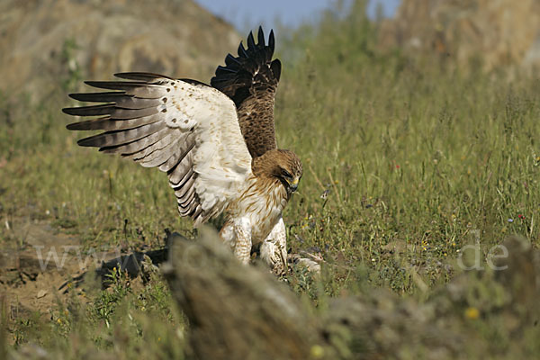 Zwergadler (Aquila pennata)