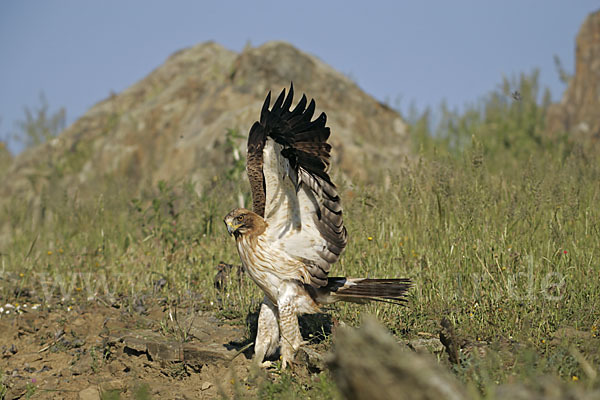 Zwergadler (Aquila pennata)