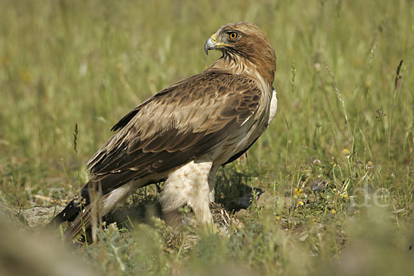 Zwergadler (Aquila pennata)