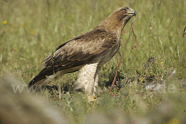 Zwergadler (Aquila pennata)