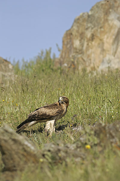 Zwergadler (Aquila pennata)