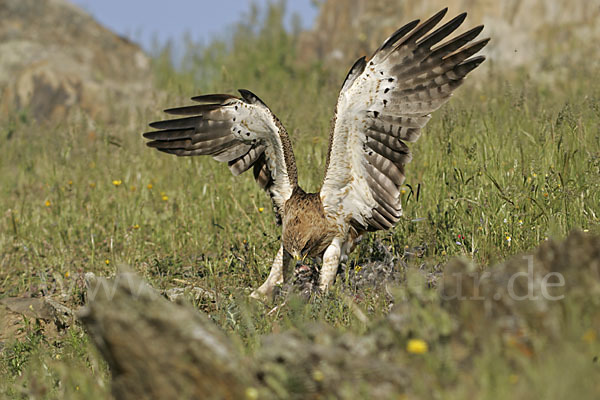 Zwergadler (Aquila pennata)