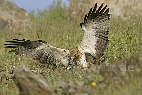 Zwergadler (Aquila pennata)