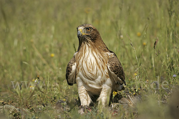 Zwergadler (Aquila pennata)