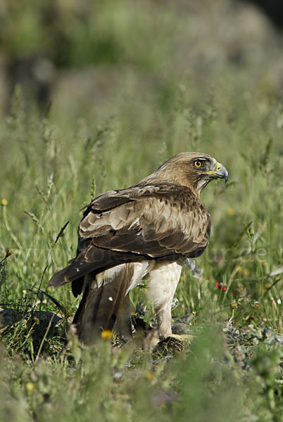 Zwergadler (Aquila pennata)