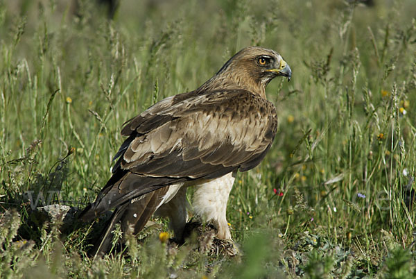 Zwergadler (Aquila pennata)