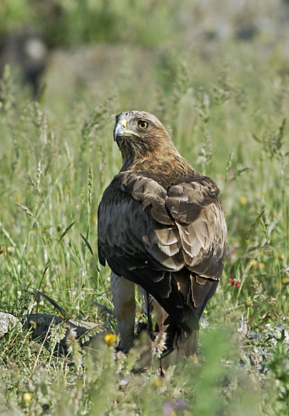 Zwergadler (Aquila pennata)