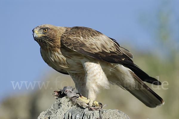 Zwergadler (Aquila pennata)