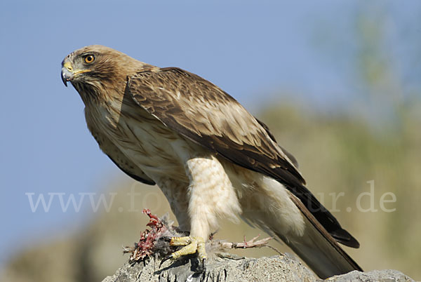 Zwergadler (Aquila pennata)