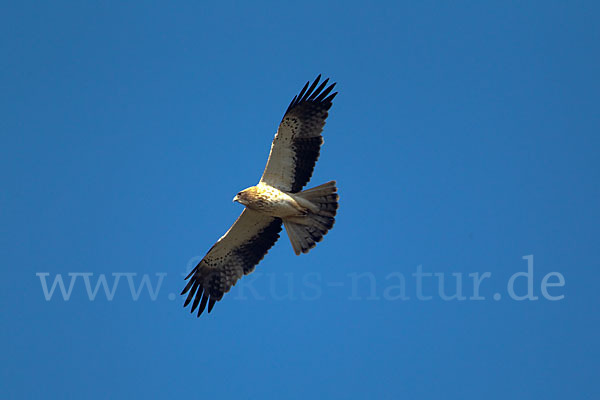 Zwergadler (Aquila pennata)