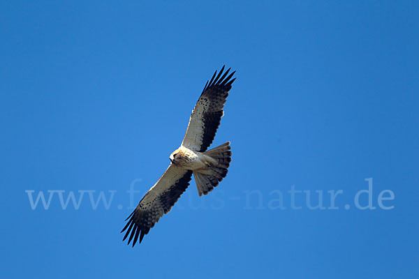 Zwergadler (Aquila pennata)