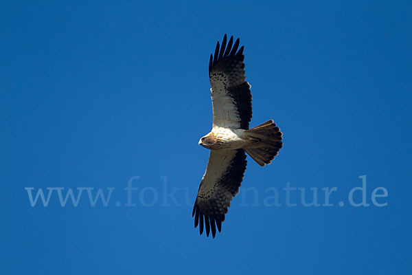 Zwergadler (Aquila pennata)