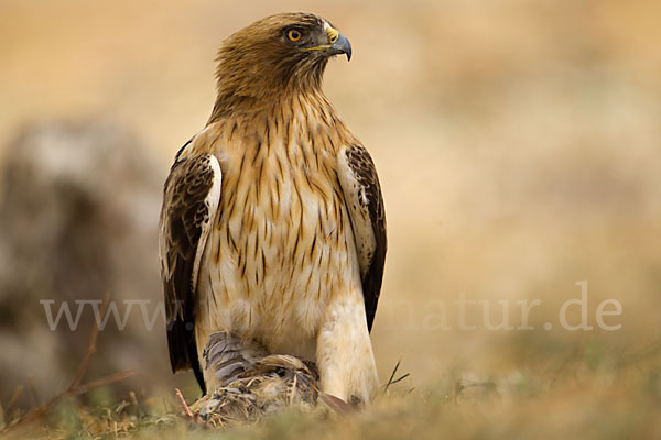 Zwergadler (Aquila pennata)