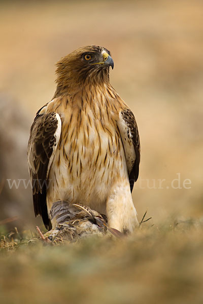 Zwergadler (Aquila pennata)