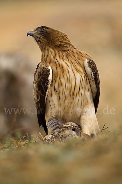 Zwergadler (Aquila pennata)