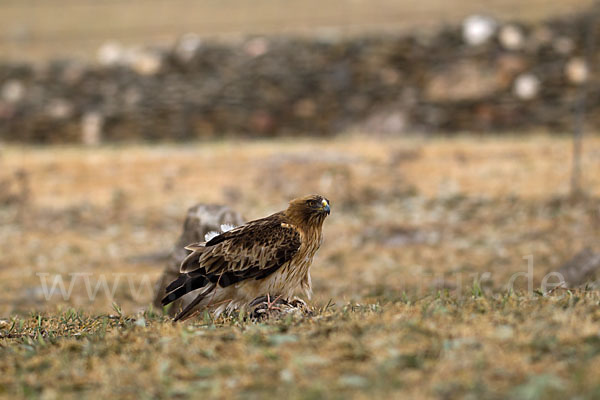 Zwergadler (Aquila pennata)