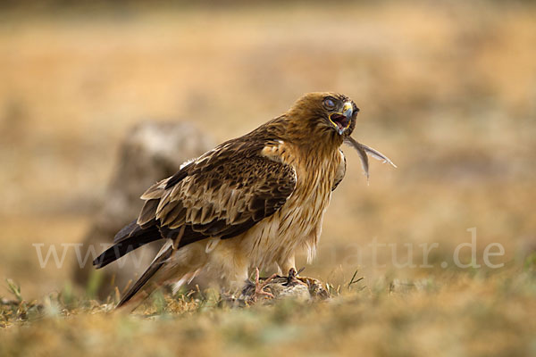 Zwergadler (Aquila pennata)