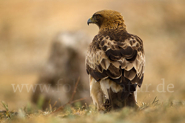 Zwergadler (Aquila pennata)