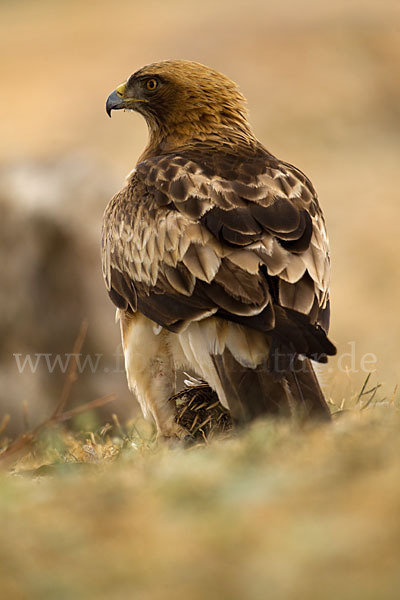 Zwergadler (Aquila pennata)