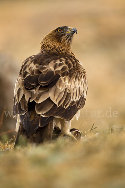 Zwergadler (Aquila pennata)