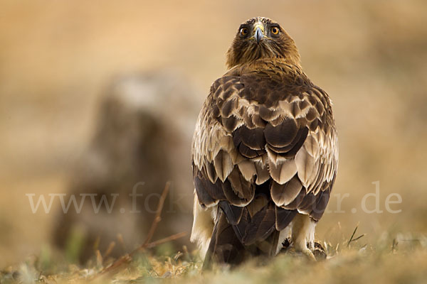 Zwergadler (Aquila pennata)