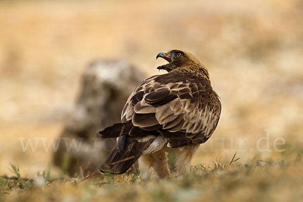 Zwergadler (Aquila pennata)