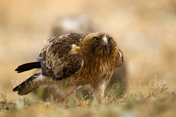 Zwergadler (Aquila pennata)