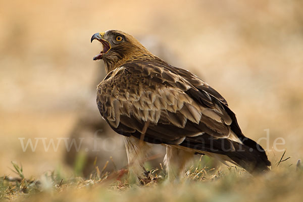 Zwergadler (Aquila pennata)