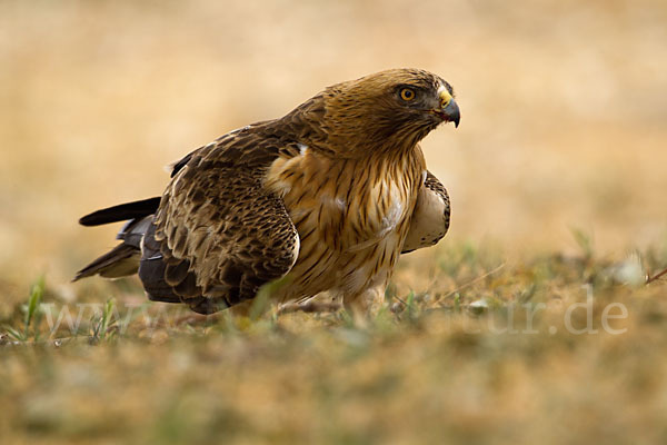 Zwergadler (Aquila pennata)