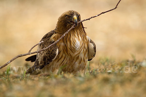 Zwergadler (Aquila pennata)