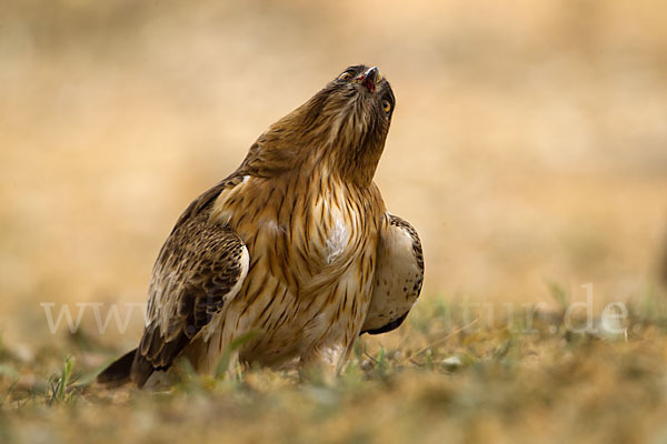 Zwergadler (Aquila pennata)