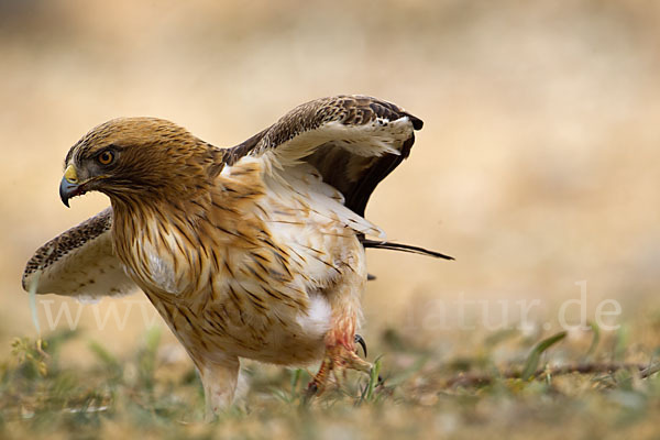 Zwergadler (Aquila pennata)