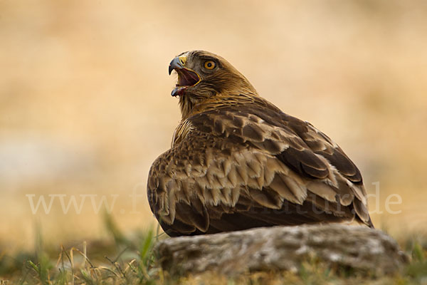 Zwergadler (Aquila pennata)