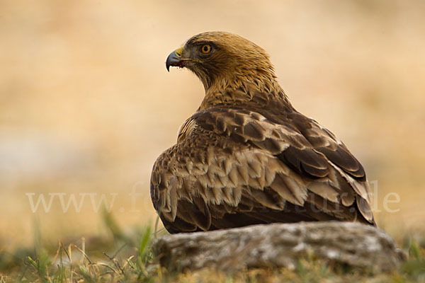 Zwergadler (Aquila pennata)