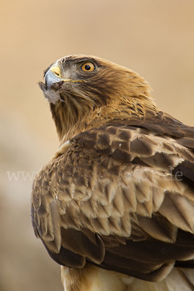 Zwergadler (Aquila pennata)