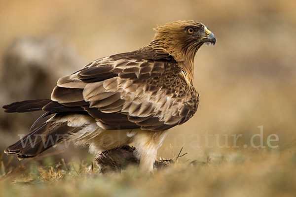 Zwergadler (Aquila pennata)